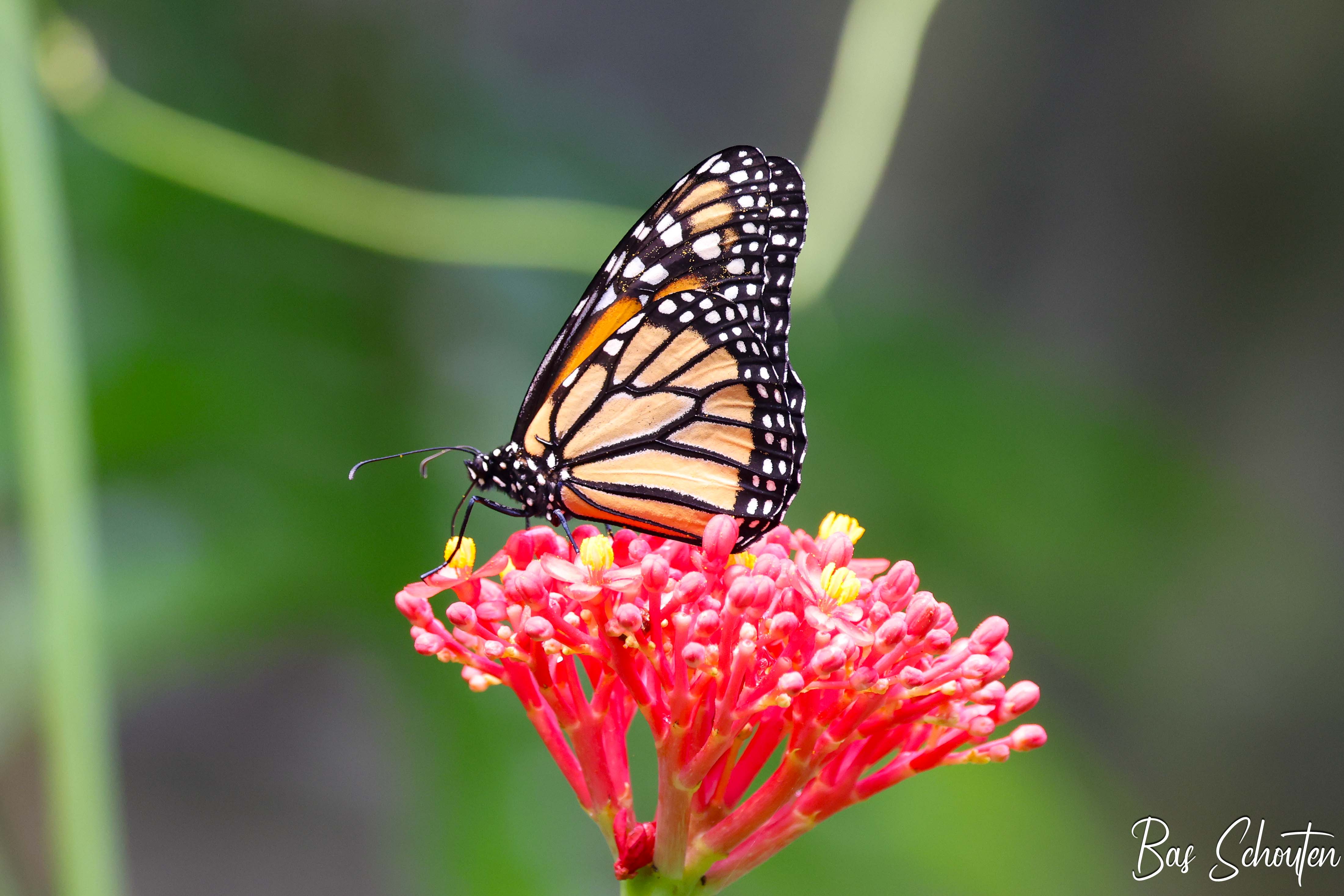 Foto van een Monarchvlinder
