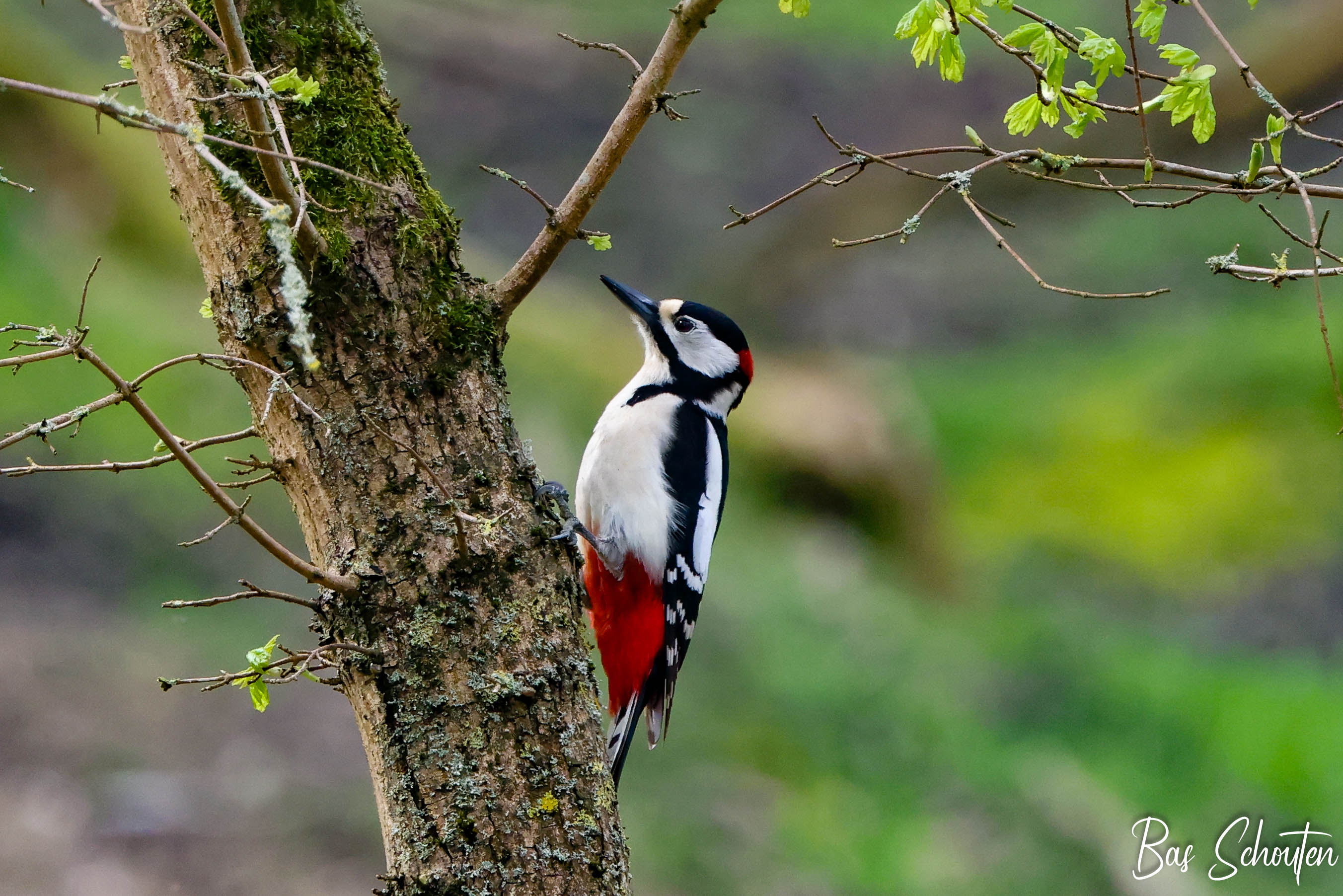 Foto van een Grote bonte specht