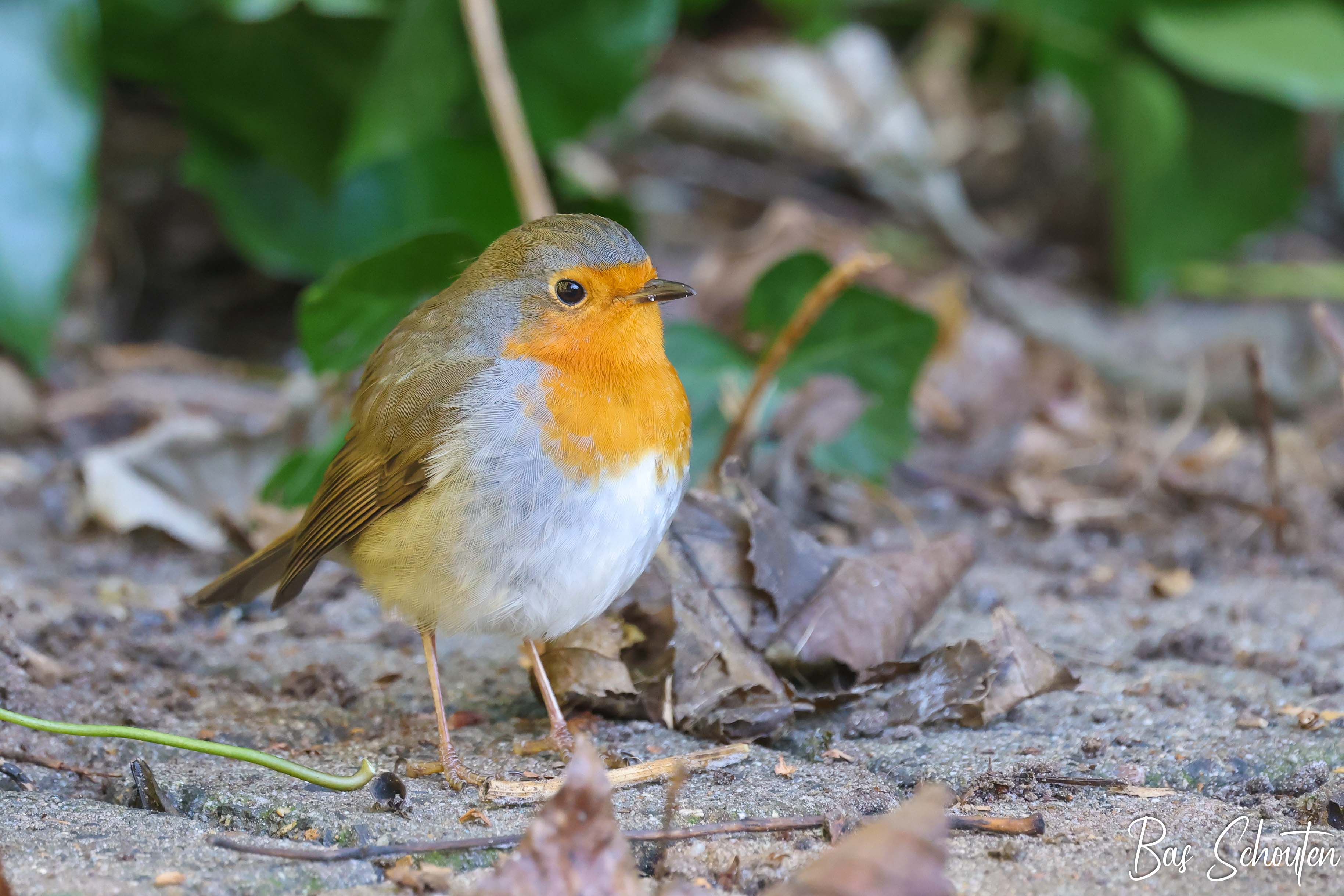 Foto van een Roodborst