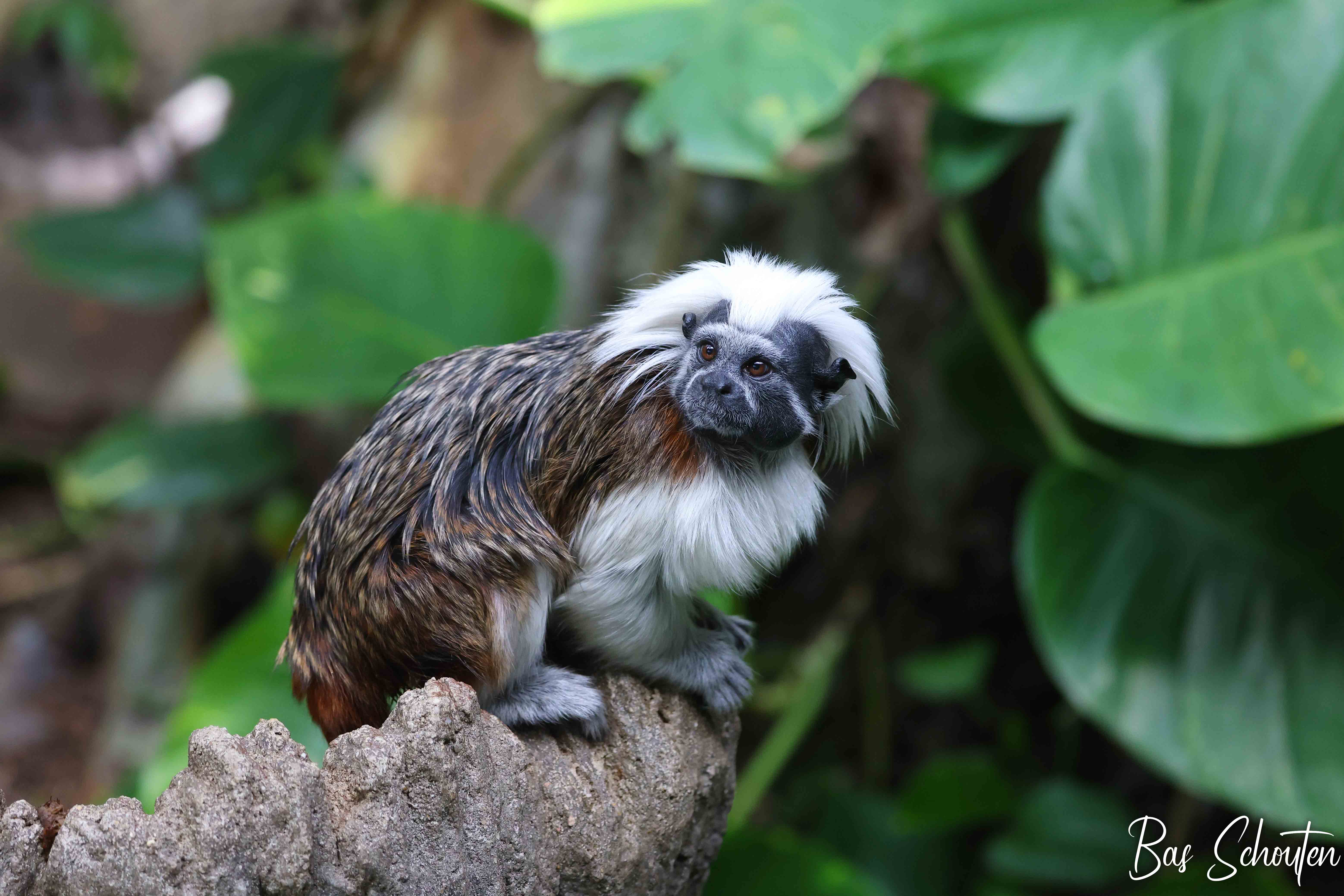 Foto van een Pincheaapje